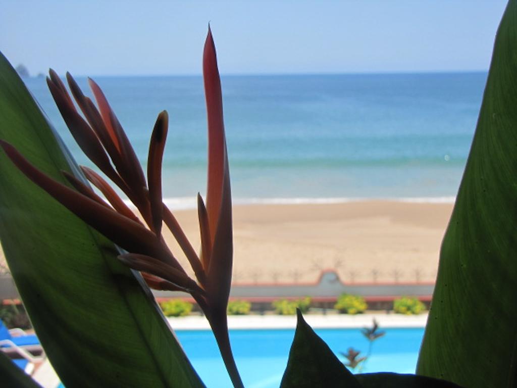 La Paloma Oceanfront Retreat Hotell San Patricio Melaque Rom bilde